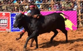 allanganallur-jallikattu