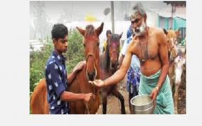 horse-pongal-festival