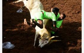 jallikkattu-deaths