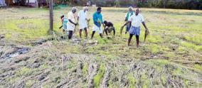 paddy-crops