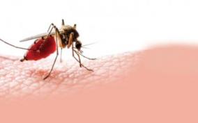 dengue-20-affected-in-madurai