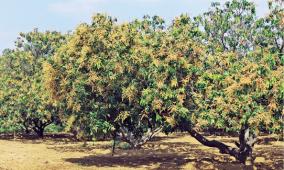 mango-trees