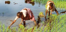 women-agricultural-laborers