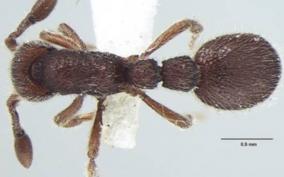 new-ant-species