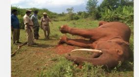 153-elephants-have-died-in-the-last-10-years-in-the-coimbatore-forest