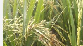 50-acres-affected-by-paddy-fruit-disease-near-sivagangai