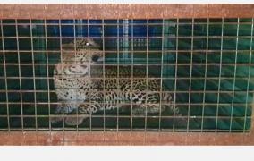 caged-leopard-near-madukkarai-coimbatore