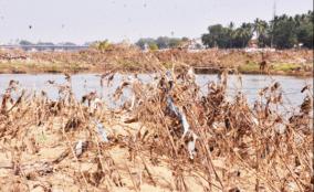 paddy-cultivation