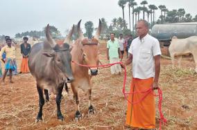 country-cattle-market