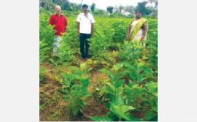 production-of-cotton