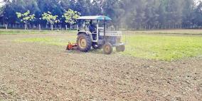 groundnut-plants