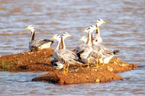 european-birds