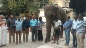 madurai-tiruparankundram-temple-elephant-gears-for-camp