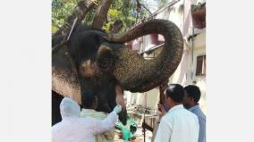 corona-test-for-palani-temple-elephant-going-to-refreshment-camp