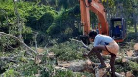 complaints-of-cutting-down-of-old-trees-in-places-not-related-to-road-widening-near-tirupati