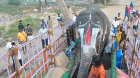 trichy-temple-elephants-sent-to-thekkampatti-special-welfare-camp