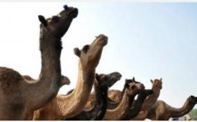 camel-smuggling-in-rajasthan