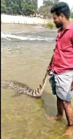 young-people-dragging-the-body-of-a-dead-crocodile