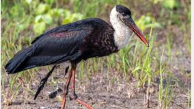 the-number-of-birds-migrating-to-coimbatore-ponds-has-declined-by-62-in-the-last-5-years