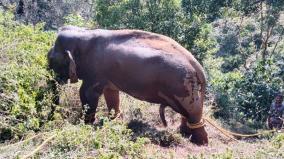 elephant-caught-in-pandalur