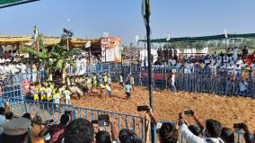 jallikattu-for-the-first-time-in-dharmapuri-district