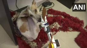 lucknow-man-builds-robot-to-take-care-of-blind-and-deaf-dog