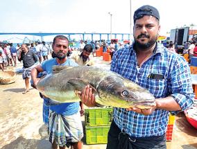 cobia-fish