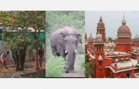 torture-of-elephants-policy-decision-to-ban-elephant-breeding-in-private-and-temples-high-court-recommendation