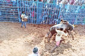 jallikattu