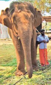 elephants-welfare-camp