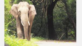 elephant-waiting-at-the-checkpoint