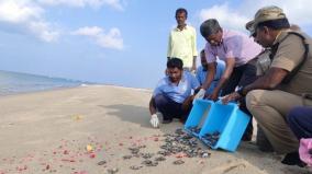 turtle-eggs-being-saved