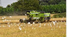 intensified-paddy-harvest-in-thoothukudi-farmers-suffer-due-to-low-yields-due-to-unseasonal-rains