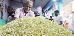 madurai-malli