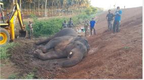 elephant-fighting-for-his-life-in-a-train-collision-near-coimbatore-forest-series-treatment