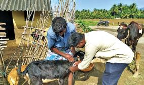 measures-to-protect-livestock