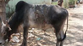 crime-against-cattles-and-dogs-in-madurai