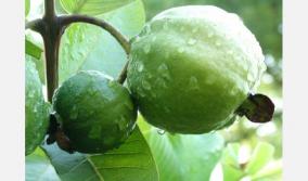 guava-tree