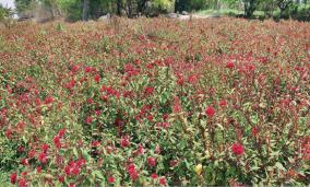 flower-cultivation