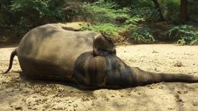 elephant-dead-in-hokennagal