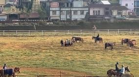 horse-race-in-nilgiris