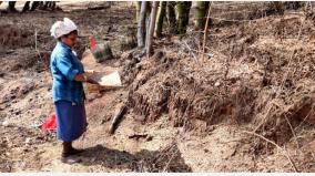 bamboo-rice-blooming-in-mudumalai-indigenous-people-collecting-rice-with-medicinal-benefits