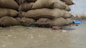 paddy-bundles-soaked-by-sudden-rains-in-pudukkottai-farmers-suffer