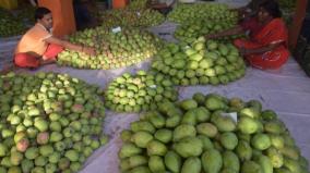 mango-yield-in-vellore