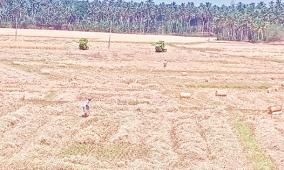 paddy-cultivation