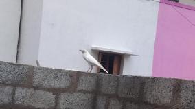 attention-grabbing-white-crow-miracle-near-ambur