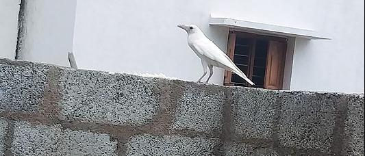 ஆம்பூர் அருகே வெள்ளை நிற காக்கை: ஆச்சரியத்துடன் வேடிக்கை பார்க்கும் மக்கள்