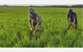 punjab-farmers