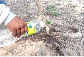 snake-drink-water-from-a-plastic-bottle-near-cuddalore