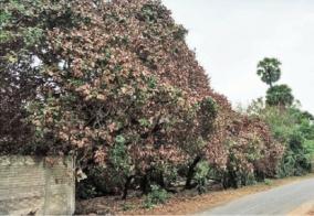 cashew-trees